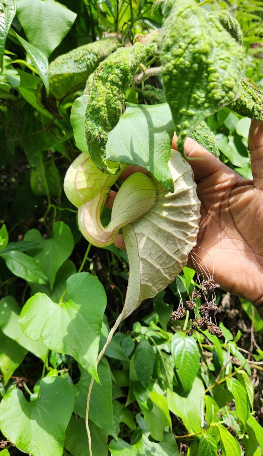 100% Organic Duck Flower (Full Body Detox)