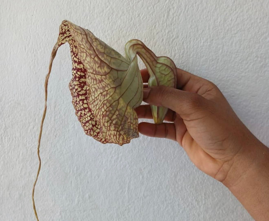 100% Organic Duck Flower (Full Body Detox)