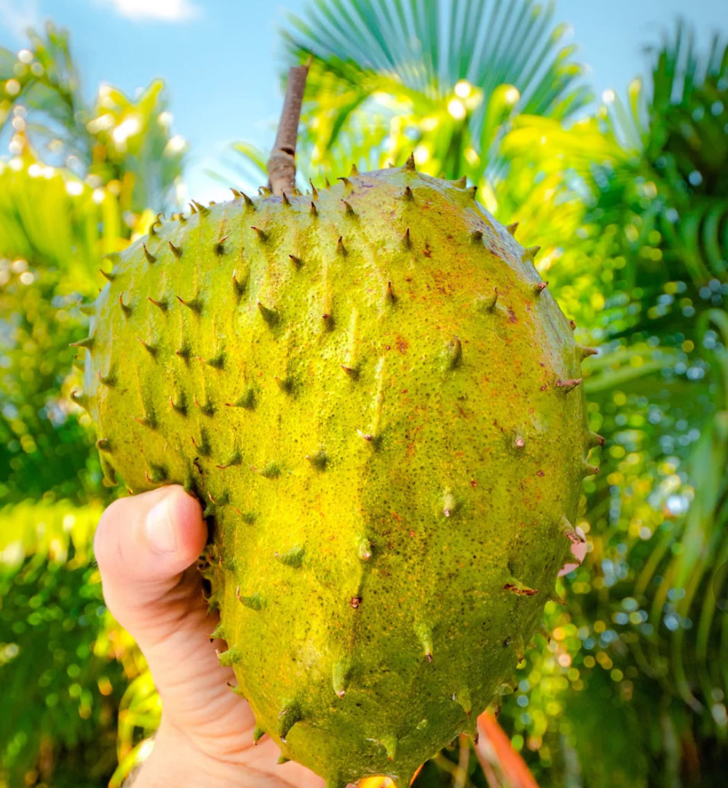 100% Organic Soursop Gummies (For Blood Flow & Inflammation)
